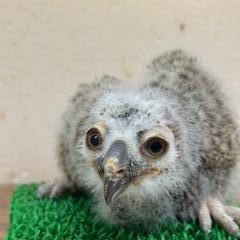 マゼランワシミミズクイメージ